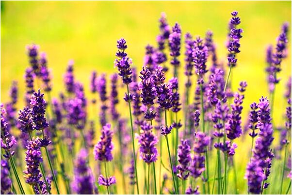 夢見自己飛不起有什麼預示嗎_周公解夢官網