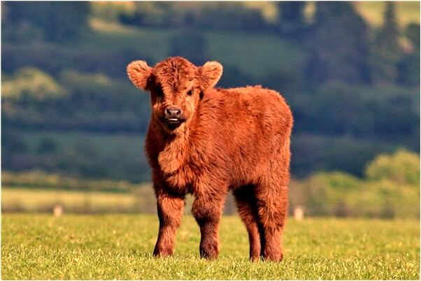 夢到蛇被貓吃了見血是怎么回事_周公解夢官網