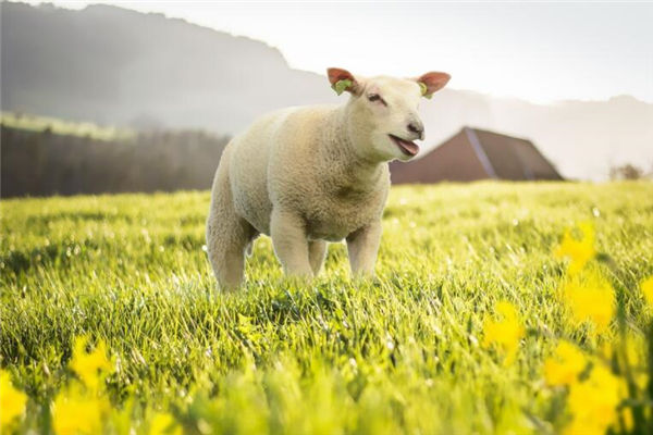 1991年是屬什麼生肖_十二生肖