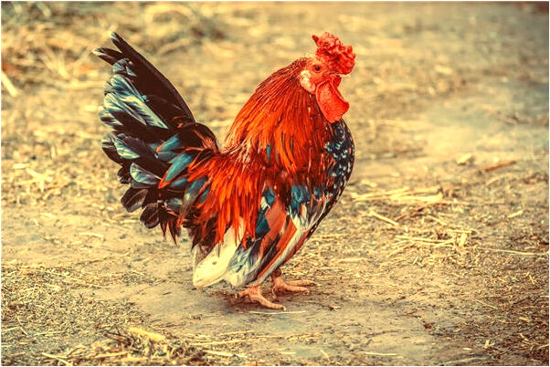 夢見雞蛋沒熟是什麼啟示_周公解夢官網