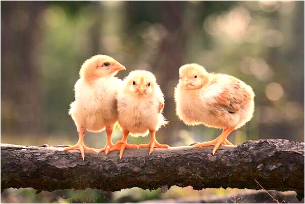 夢到了九天飛天會是什麼預兆_周公解夢官網