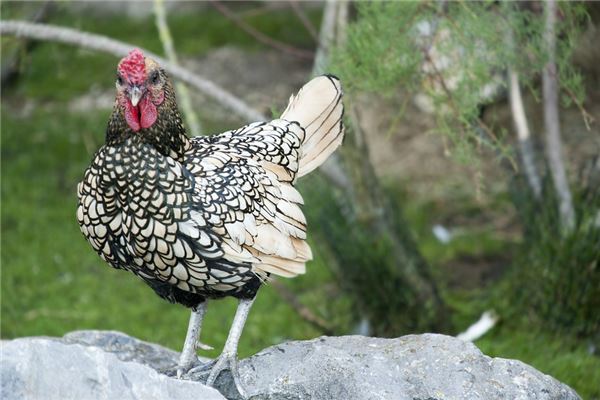 2017年屬什麼生肖_十二生肖