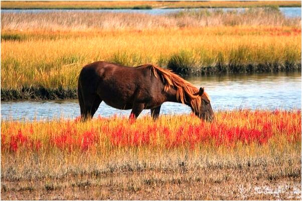 夢到奇石羊圖案啥意思_周公解夢官網