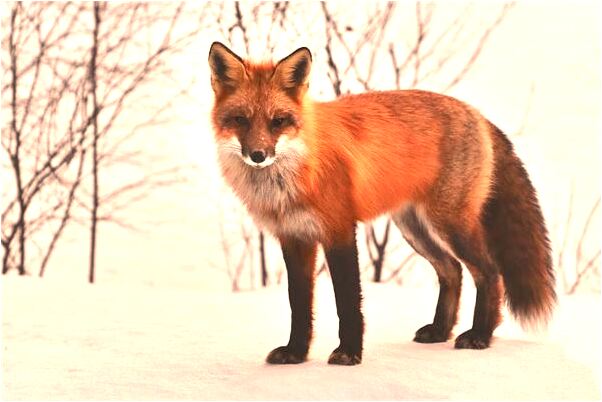 夢見同事等我打牌有什麼意思_周公解夢官網