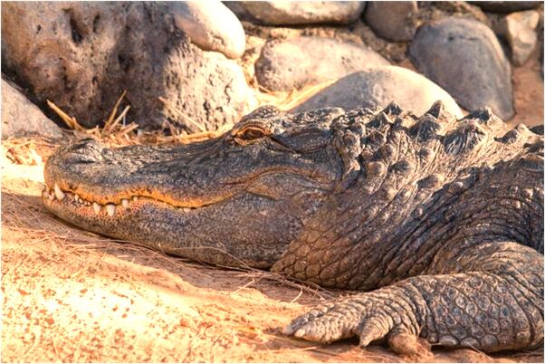 夢到蛇被砍死是吉兆嗎?_周公解夢官網