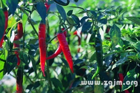 Dream of red pepper