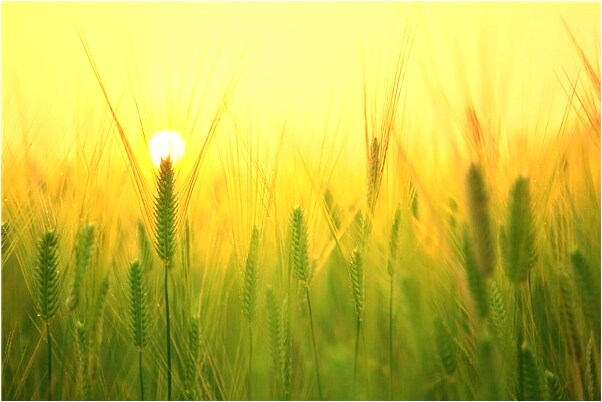 夢到自己給自己修剪頭髮是凶兆還是吉兆_周公解夢官網