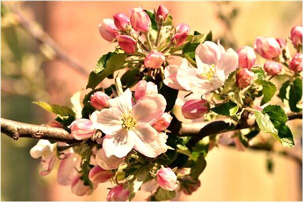 夢見家裡多了小孩是什麼意思？_周公解夢官網