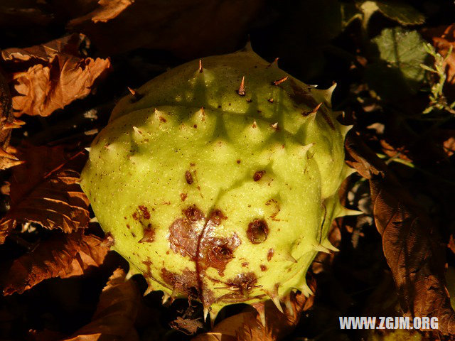 夢見好多死魚_周公解夢夢到好多死魚是什麼意思_做夢夢見好多死魚好不好_周公解夢官網