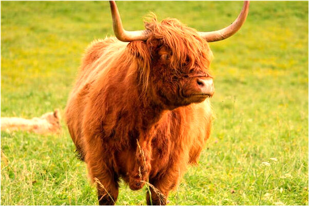 夢見天上掉石頭砸壞房子預示什麼_周公解夢官網