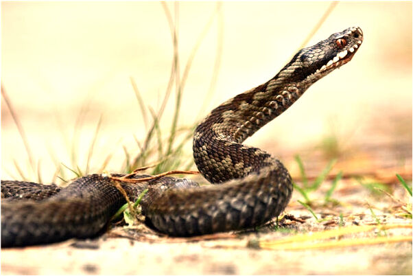 夢到水田兄弟牙齒意味著什麼_周公解夢官網