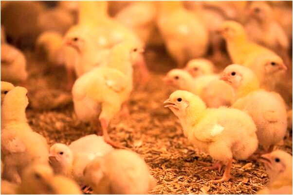 夢到家裡大門關不上怎么樣_周公解夢官網