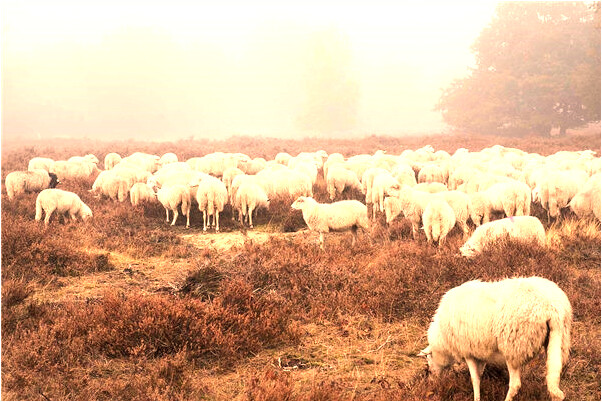 夢見好友搶了男友意味著什麼_周公解夢官網
