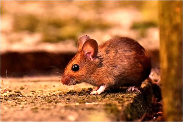 夢到別人抽自己腰帶會是什麼預兆_周公解夢官網