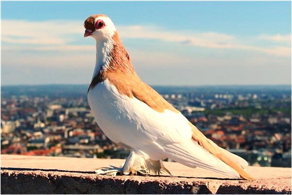 夢見挖開墳好棺材裡面有對夫妻是好是壞_周公解夢官網