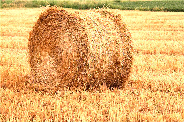 夢到了水中有屍體有什麼說法_周公解夢官網