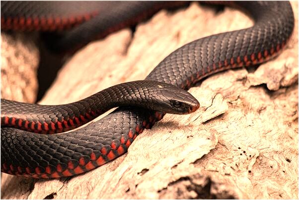 夢到蛇長大是怎么回事_周公解夢官網