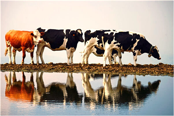 夢到自己左上掉了兩顆大牙怎么說_周公解夢官網