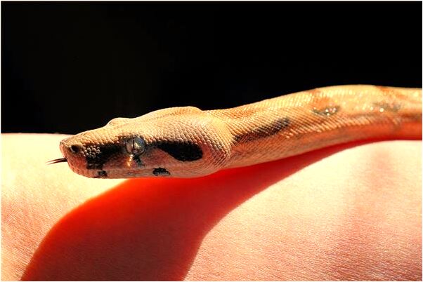 夢到了產婦能吃柿子嗎預示什麼_周公解夢官網