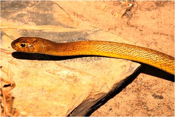 夢到騎腳踏車險過了小路有什麼意思嗎_周公解夢官網