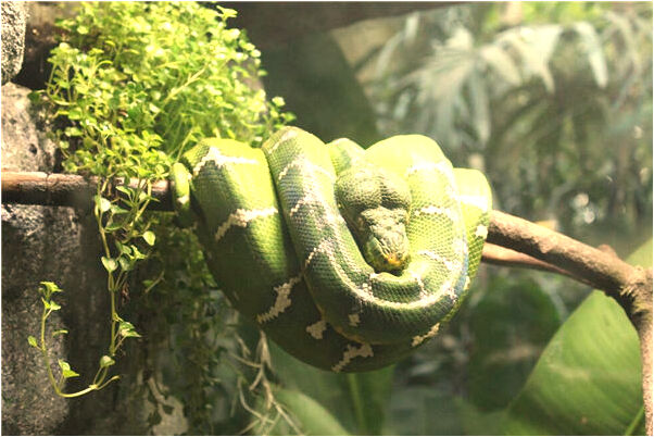 夢到了觀音對我說必成偉業有什麼徵兆_周公解夢官網