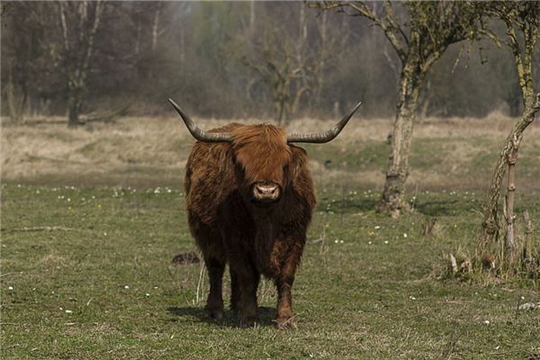 1949年的是什麼生肖_十二生肖