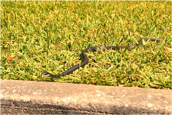 夢到自己喜歡的人被別人搶走了會是什麼預兆_周公解夢官網