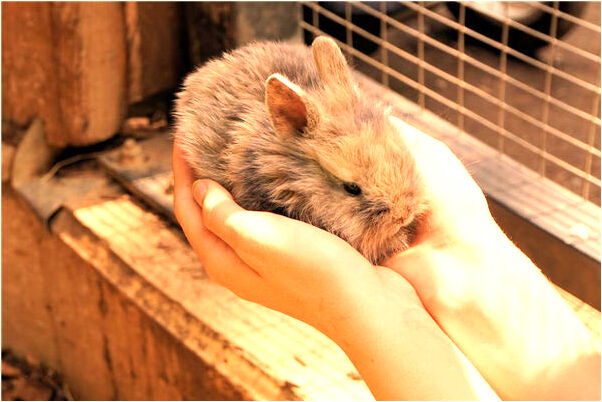 夢到了殺豬血噴自己一身意味著什麼_周公解夢官網