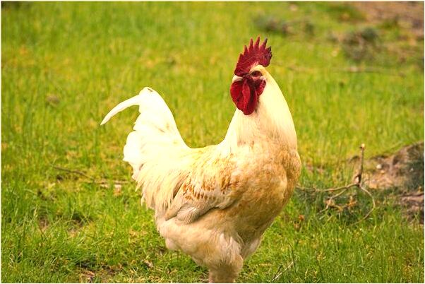 夢見大風裡考試有什麼含義_周公解夢官網