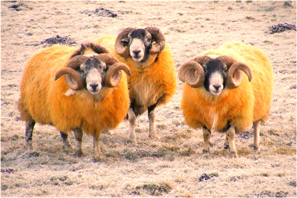 夢到三個穿白大褂的人有什麼寓意嗎_周公解夢官網