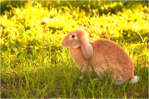 夢到懷孕別人給我兩個男孩啥意思_周公解夢官網