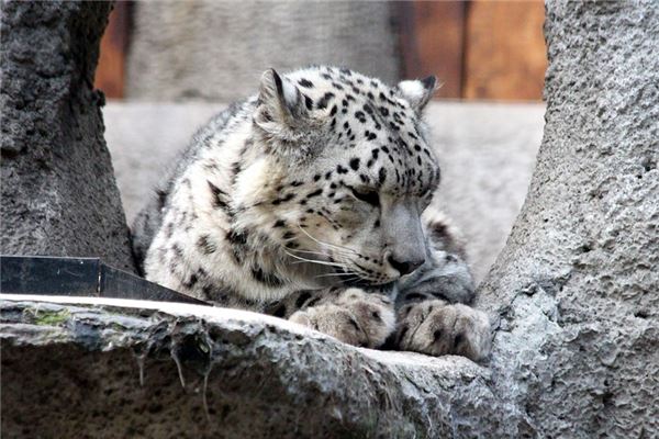 夢見猛獸_周公解夢