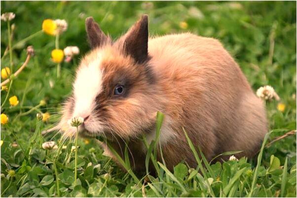 夢見兩條魚頭什麼預兆_周公解夢官網