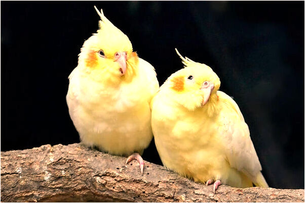 夢到衣服掉了又找回來是啥意思_周公解夢官網