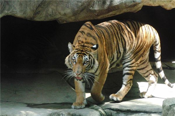 夢見猛獸_周公解夢