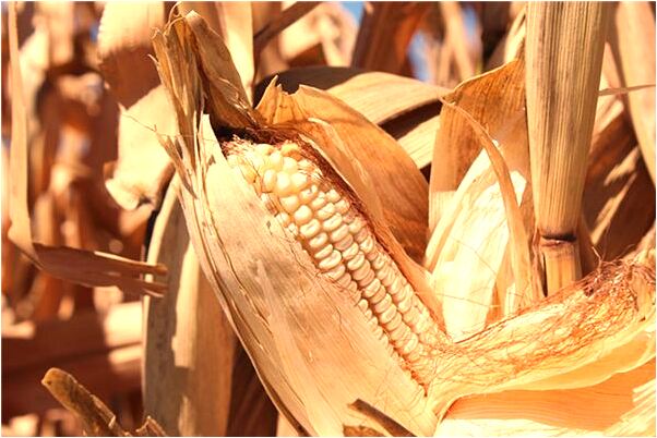 夢到婆婆帶孩子把孩子掉河裡了有什麼寓意嗎_周公解夢官網