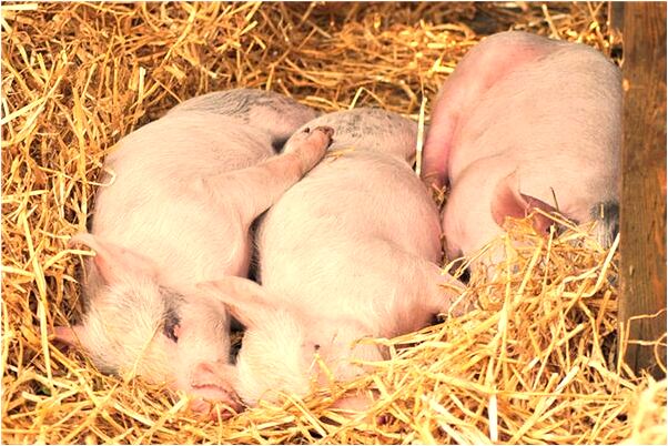 夢到了給孩子改名字是凶兆還是吉兆_周公解夢官網