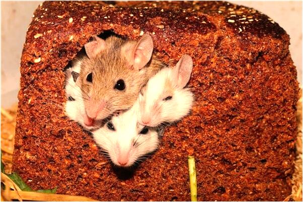 夢到我說要離婚代表著什麼？_周公解夢官網