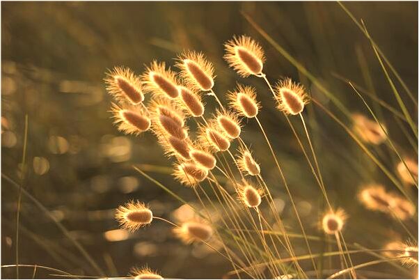 夢見朋友頭髮變長會是什麼預兆_周公解夢官網