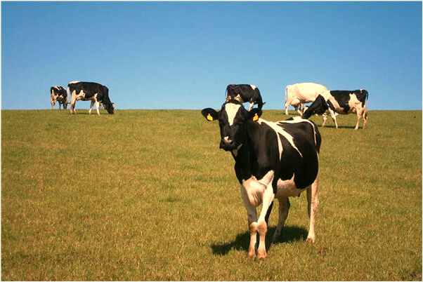 夢到了翻閱很多書籍意味著什麼_周公解夢官網