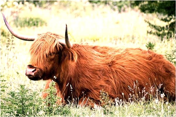 夢到了樹上長著無花果預示什麼_周公解夢官網