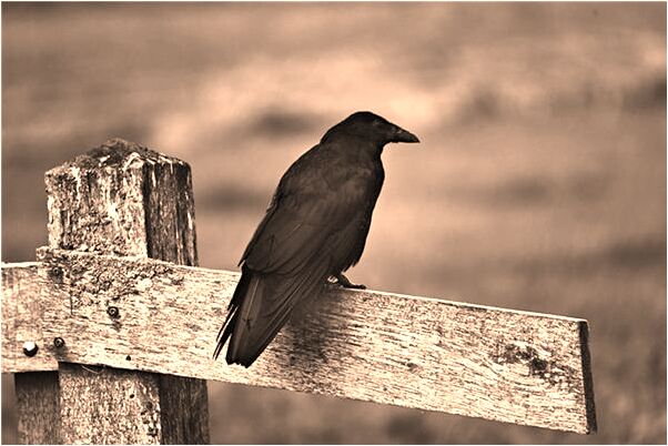 夢見自己上排牙齒掉是什麼兆頭_周公解夢官網