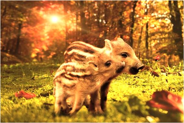 夢到了家裡的兩個黃牛不見了有什麼意思嗎_周公解夢官網