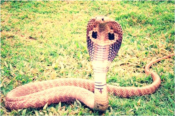 夢到鼻血流進井水裡預示什麼_周公解夢官網