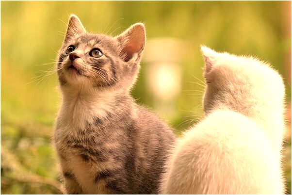 夢見去解救綁架人意味著什麼_周公解夢官網