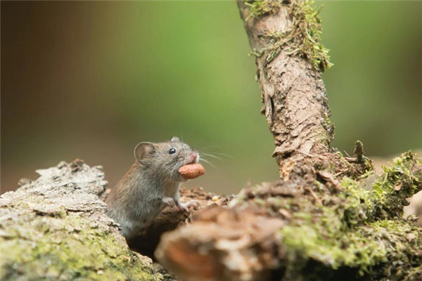 夢到耗子是什麼意思_周公解夢