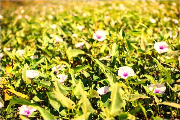 夢到生產後用不用束腹有什麼徵兆_周公解夢官網