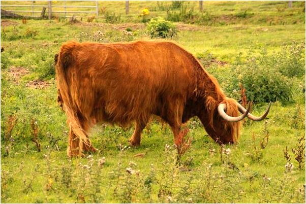 夢到了本地公墓預示什麼_周公解夢官網