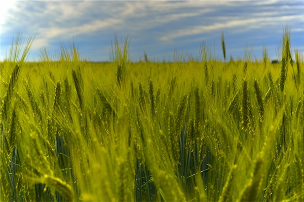 夢見小麥苗地是啥意思_周公解夢
