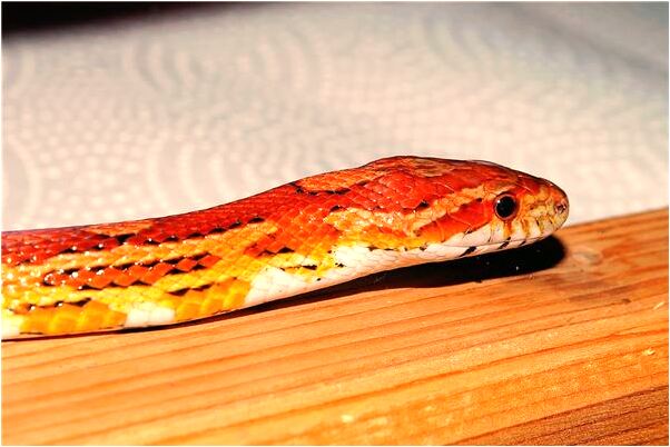 夢到了找很久才找著褲子預示什麼_周公解夢官網